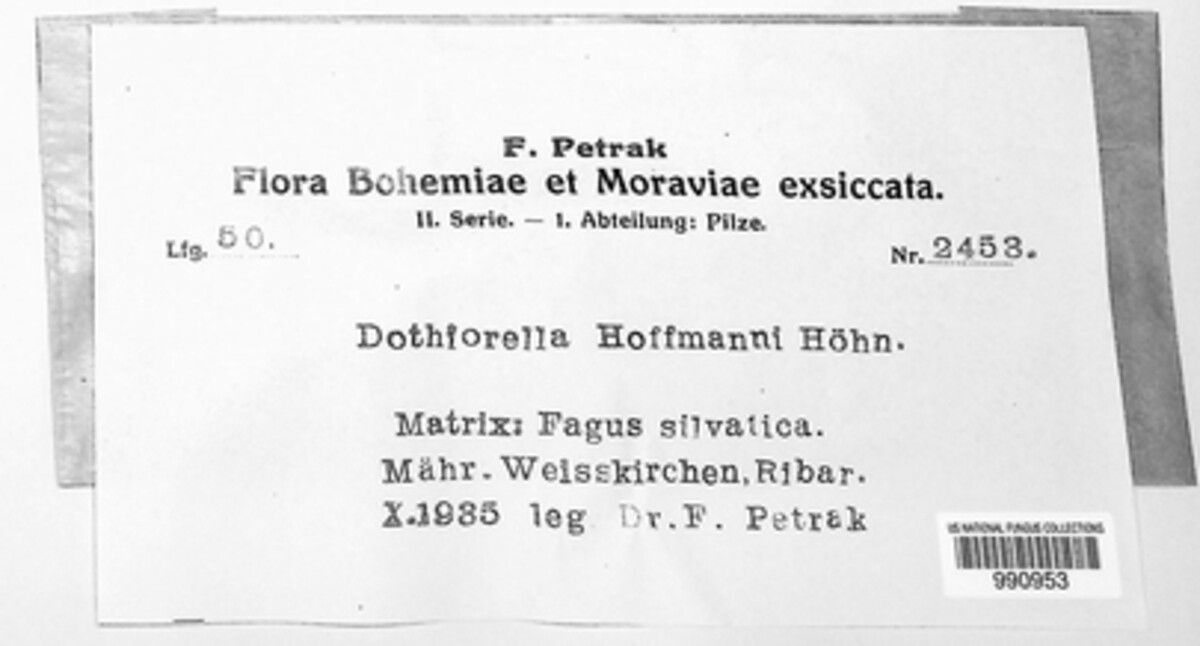 Dothiorella hoffmannii image